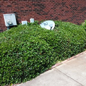 Bush Trimming by Visions Landscaping reviewed on August 15, 2025