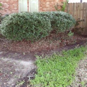 Bush Trimming by The lawn Service,LLC reviewed on August 17, 2025