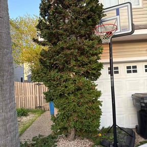 Bush Trimming by SDM lawncare/ personal lawn care reviewed on August 20, 2025