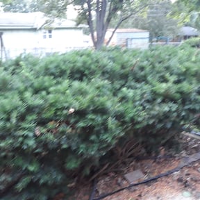 Bush Trimming by Gia Mobile Detailing reviewed on August 18, 2025