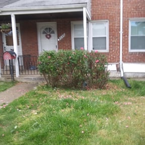 Bush Trimming by Yard doctor and More reviewed on August 19, 2025