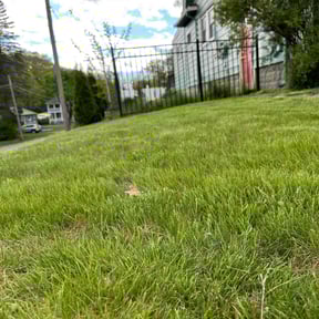 lawn service by Gifted Hands Land and Lawn Care reviewed on April 16, 2024