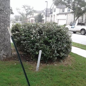 Bush Trimming by Superior lawn maintenance reviewed on August 16, 2025