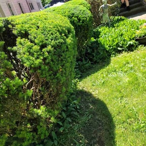 Bush Trimming by Cris Cooper reviewed on August 19, 2025