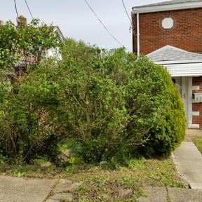 Bush Trimming by A+Plus Maintenance reviewed on August 20, 2025