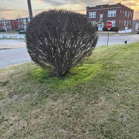 Bush Trimming by nathaniel baker reviewed on October 22, 2025