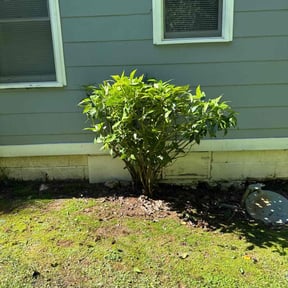 Bush Trimming by Clouse Landscaping reviewed on January 5, 2026