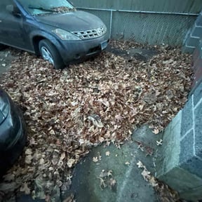 Leaf Removal by Family Greenscape a reviewed on September 20, 2025