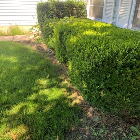 Bush Trimming by START2FINISH 247 reviewed on August 18, 2025