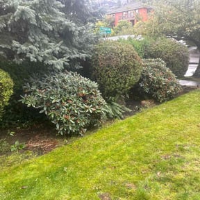 Bush Trimming by Lawn Emperor reviewed on August 17, 2025