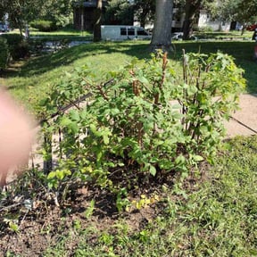 Bush Trimming by Moises Perez reviewed on October 18, 2025