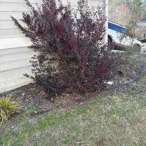 Bush Trimming by Dallas Enterprise LLC Lawn Care Services reviewed on August 17, 2025