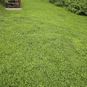 yard service by A.M. Lawncare Services LLC reviewed on November 22, 2025