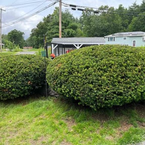 Bush Trimming by Lonestar Mowing reviewed on August 16, 2025