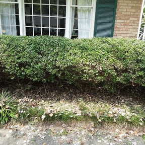 Bush Trimming by Mckinneys Lawn &amp; Tree Care reviewed on August 21, 2025