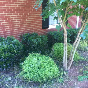 Bush Trimming by Okie Lawn and Landscape reviewed on August 15, 2025