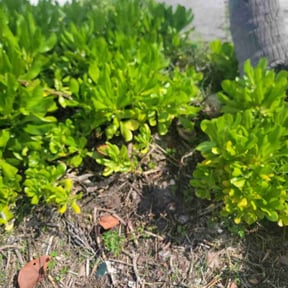 Bush Trimming by J.G.SupremeLandscaping LLC. reviewed on August 21, 2025