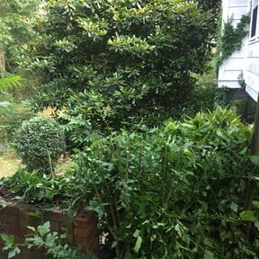 Bush Trimming by JJ Lawn and Tree Trimming reviewed on February 14, 2024