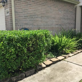 Bush Trimming by The Lawn Cypress reviewed on August 17, 2025