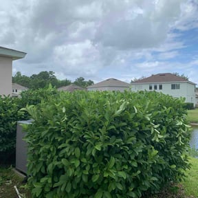 Bush Trimming by Jerry Rios Lawn Serviceu reviewed on August 16, 2025