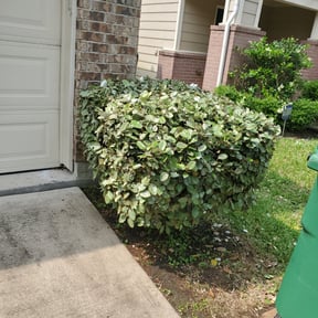 Bush Trimming by B and M Murillo Gardening Service reviewed on August 19, 2025
