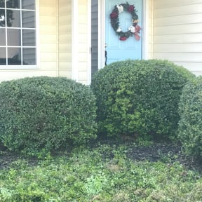 Bush Trimming by Amazing Grass Lawn Service reviewed on August 15, 2025