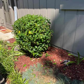 Bush Trimming by ShiftChange LLC Lawn Service reviewed on November 10, 2025