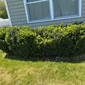 Bush Trimming by TGD Lawncare reviewed on May 18, 2026