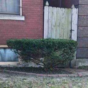 Bush Trimming by Mcs Property Services reviewed on October 19, 2025