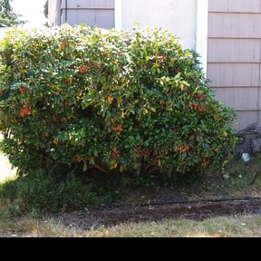 Bush Trimming by The Lawnfirm LLC reviewed on August 16, 2025