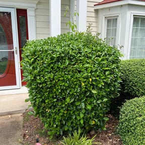 Bush Trimming by Uppercuts Lawn Care reviewed on August 21, 2025