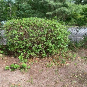 Bush Trimming by Mr. T Lawn and Detailing Services reviewed on August 18, 2025