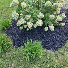 Mulching by Bee Lez reviewed on August 22, 2026
