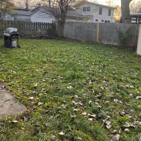 Leaf Removal by Alpha Omega Home Service LLC reviewed on September 15, 2025