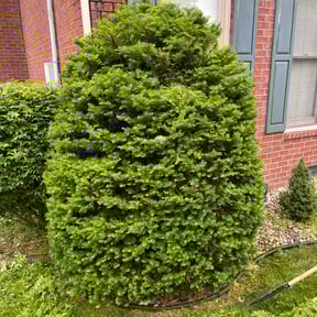 Bush Trimming by J & K Lawn Service reviewed on August 17, 2025