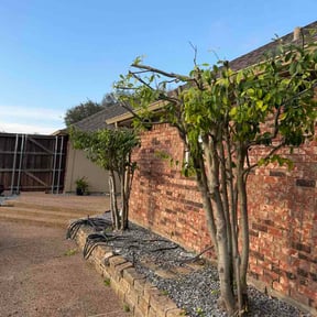 Bush Trimming by Frank Webb reviewed on March 6, 2026