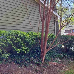Bush Trimming by Maintenance Unlimited reviewed on August 20, 2025