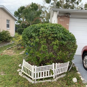 Bush Trimming by Exceptional Lawns reviewed on August 16, 2025