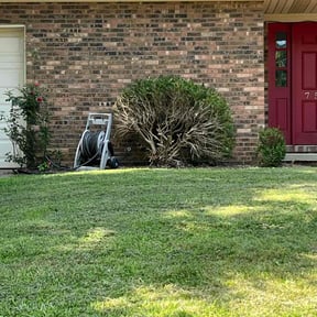 Bush Trimming by Williams landscaping and maintenance servicese reviewed on August 21, 2025