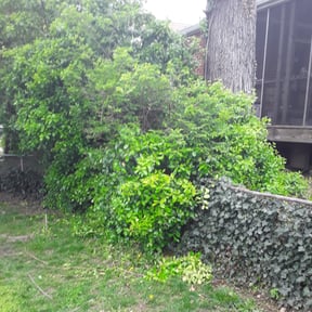 Bush Trimming by Cutz Lawn Care reviewed on August 18, 2025