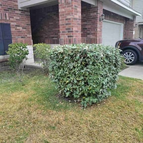 Bush Trimming by Hector's Lawn Care reviewed on August 21, 2025