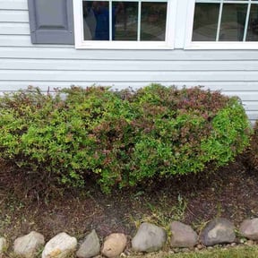 Bush Trimming by McLean land works reviewed on August 15, 2025