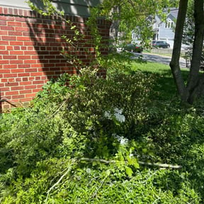 Bush Trimming by Lucio Gonzales reviewed on August 17, 2025