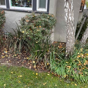 Bush Trimming by Auzenne PowerWash reviewed on December 9, 2025