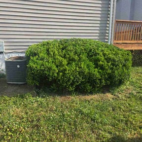 Bush Trimming by DigonThis Lawncare reviewed on April 14, 2026