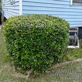 Bush Trimming by Warren B Landscaping and Construction LLC reviewed on August 17, 2025