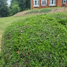 Bush Trimming by Much Obliged Lawn Care reviewed on August 16, 2025