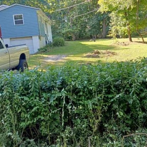 Bush Trimming by JefferyClips reviewed on August 19, 2025