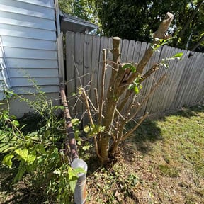 Bush Trimming by Eminence Services LLC reviewed on August 26, 2024