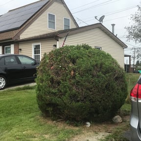 Bush Trimming by Gatorbrotherslawncare reviewed on August 21, 2025